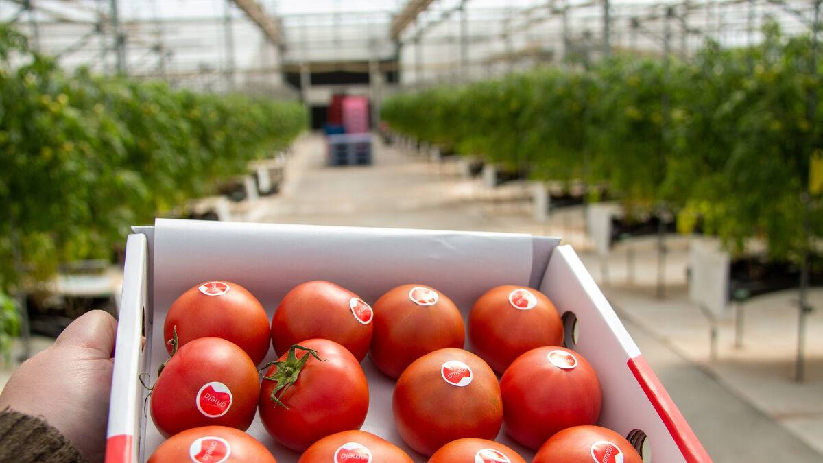 amela tomate japon granada|Amela Masa Inayoshi|amela tomate japon granada